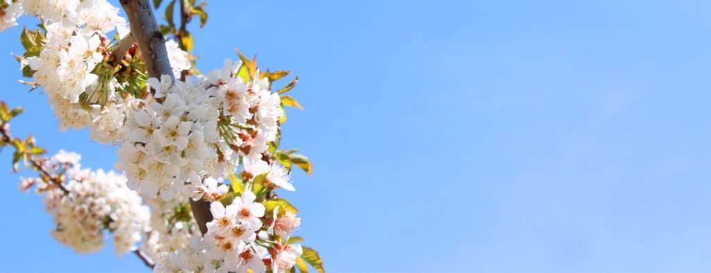 Cerezos en flor Valle de Jerte (Cáceres)