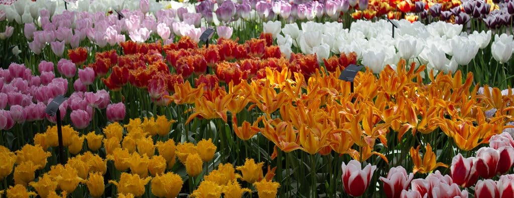 Keukenhof - Parque de Tulipanes (Holanda)